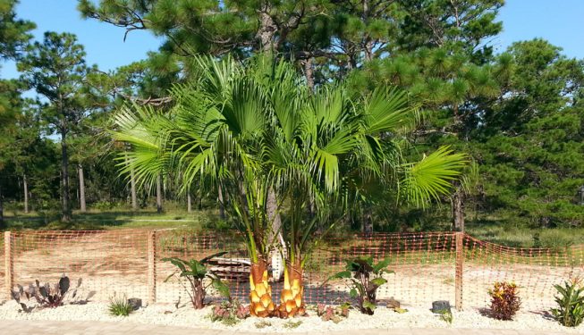 planting palms