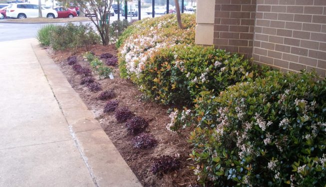 mall landscaping